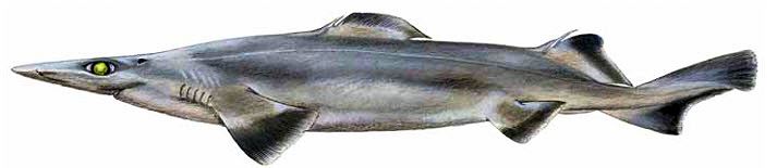 Deania profundorum_065.jpg